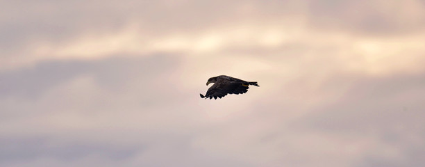 Flying Eagle silhouetted on sunset sky background. Juvenile sea eagle flying among storm clouds near sunset.