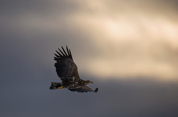 Flying Eagle silhouetted on sunset sky background. Juvenile sea eagle flying among storm clouds near sunset.