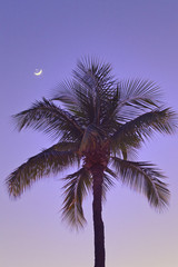 Fototapeta na wymiar Moon setting with palm tree on the tropical island of Maui.
