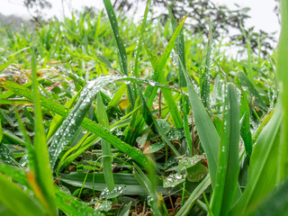 Green grass with dew drops 