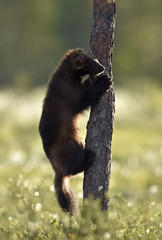 Wolverine climbing on the tree. Wild nature. Natural habitat. Glutton, carcajou, skunk bear, or quickhatch. Scientific name: gulo gulo