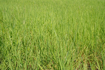 Rice field and sky background with sun rays and the mountain background.