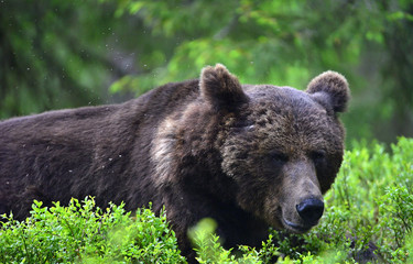 Adult Brown bear in the pine forest. Big brown bear male. Close up portrait. Scientific name: Ursus arctos. Natural habitat.