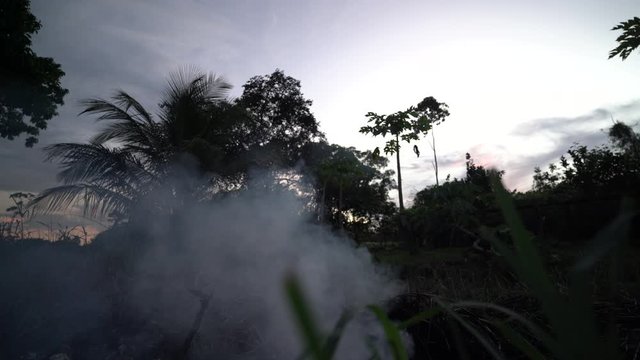 Dangerous fire on dry grass taking place near palm tree and plants, white smoke rising up on a cloudy sky