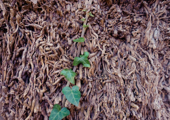 Natural background of dry branches and green ivy shoots