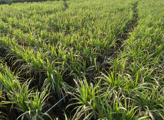 Aerial view of sugarcane plants growing at field