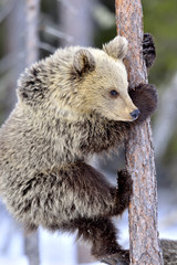 Bear Cub Climbing a Pine Tree. Winter forest. Brown Bear, Scientific name: Ursus Arctos Arctos. Natural habitat.