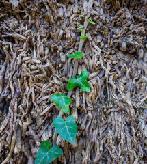 Natural background of dry branches and green ivy shoots