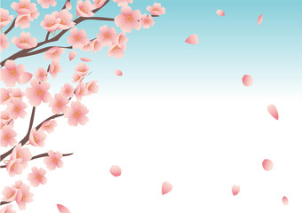 Obraz na płótnie Canvas 桜の花の背景素材