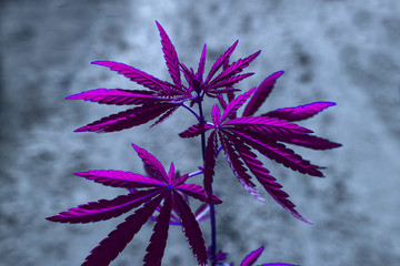  marijuana  background at sunset. bush cannabis.