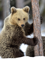 Bear Cub Climbing a Pine Tree. Winter forest. Brown Bear, Scientific name: Ursus Arctos Arctos. Natural habitat.