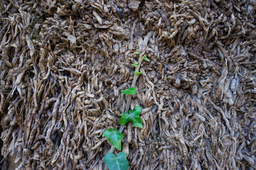 Natural background of dry branches and green ivy shoots