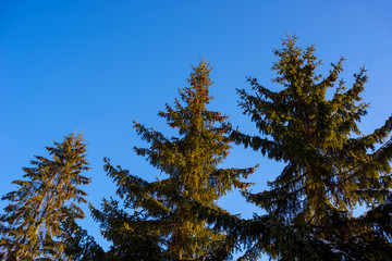 Green firs with cones against the blue sky. Nature, vegetation.