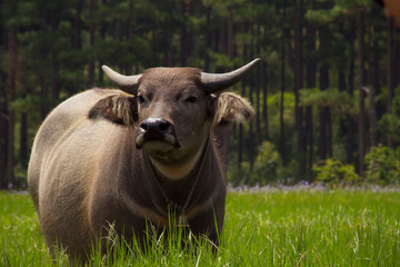 Buffalo in Field