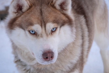 Siberian Husky dog, closed-up face