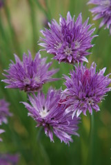Chives