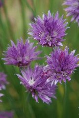 Chives