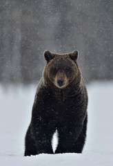 Obraz premium Bear in the snow, winter forest. Front view. Brown bear in winter forest. Scientific name: Ursus Arctos. Natural Habitat.