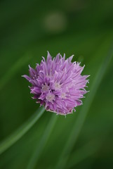 Chives