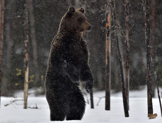 Brown bear standing on his hind legs in the winter forest. Snowfall . Scientific name: Ursus...
