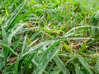 Green grass with dew drops 