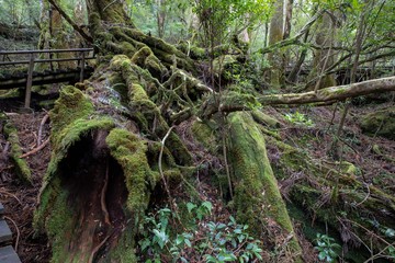 ヤクスギランド