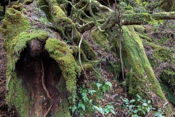 Obraz premium ヤクスギランド