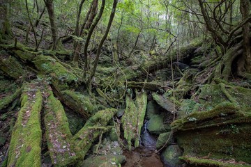 ヤクスギランド