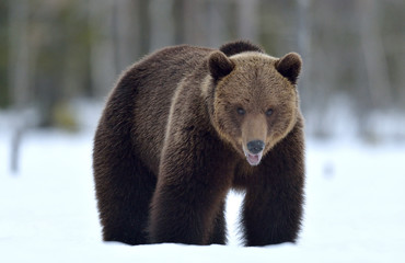 Fototapeta premium Bear in the snow, opening its mouth. Front view. Brown bear in winter forest. Scientific name: Ursus Arctos. Natural Habitat.