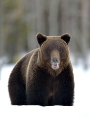 Fototapeta premium Bear in the snow, opening its mouth. Front view. Brown bear in winter forest. Scientific name: Ursus Arctos. Natural Habitat.