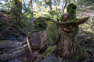 屋久島の自然　淀川登山口から花之江河まで