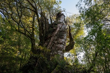 Fototapeta premium 屋久島の自然 淀川登山口から花之江河まで