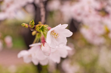 Cherry blossoms are wet in the rain.