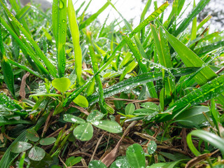 Green grass with dew drops 