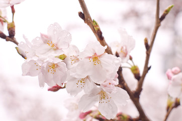 Cherry blossoms are wet in the rain.