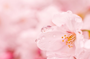 Cherry blossoms are wet in the rain.