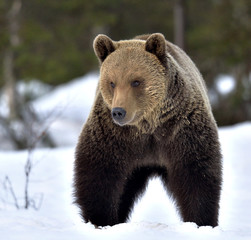 Bear in the snow, winter forest. Front view.  Brown bear in winter forest. Scientific name: Ursus Arctos. Natural Habitat.