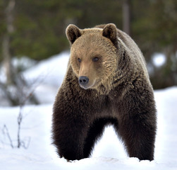 Obraz premium Bear in the snow, winter forest. Front view. Brown bear in winter forest. Scientific name: Ursus Arctos. Natural Habitat.