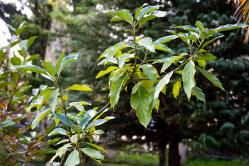 Evergreen fruit tree avocado with green leaves