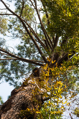 Big pine tree of below
