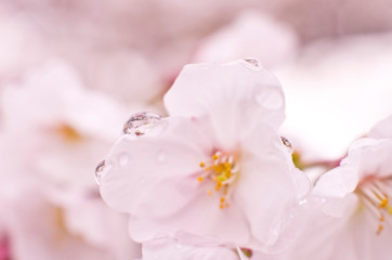 Naklejka na ściany i meble Cherry blossoms are wet in the rain.