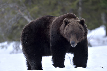 Fototapeta premium Brown bear in winter forest. Scientific name: Ursus Arctos. Natural Habitat.