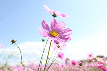 Obraz premium Macro shot of a beautiful pink cosmos flowers and blue sky. pink cosmos flowers on a green background. In the tropical garden. Real nature flowers. Cosmos field in full bloom with blue sky.