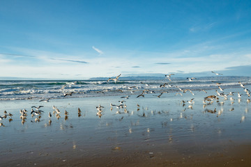Great colony of seagulls on the beach, stormy ocean, and blue sky background