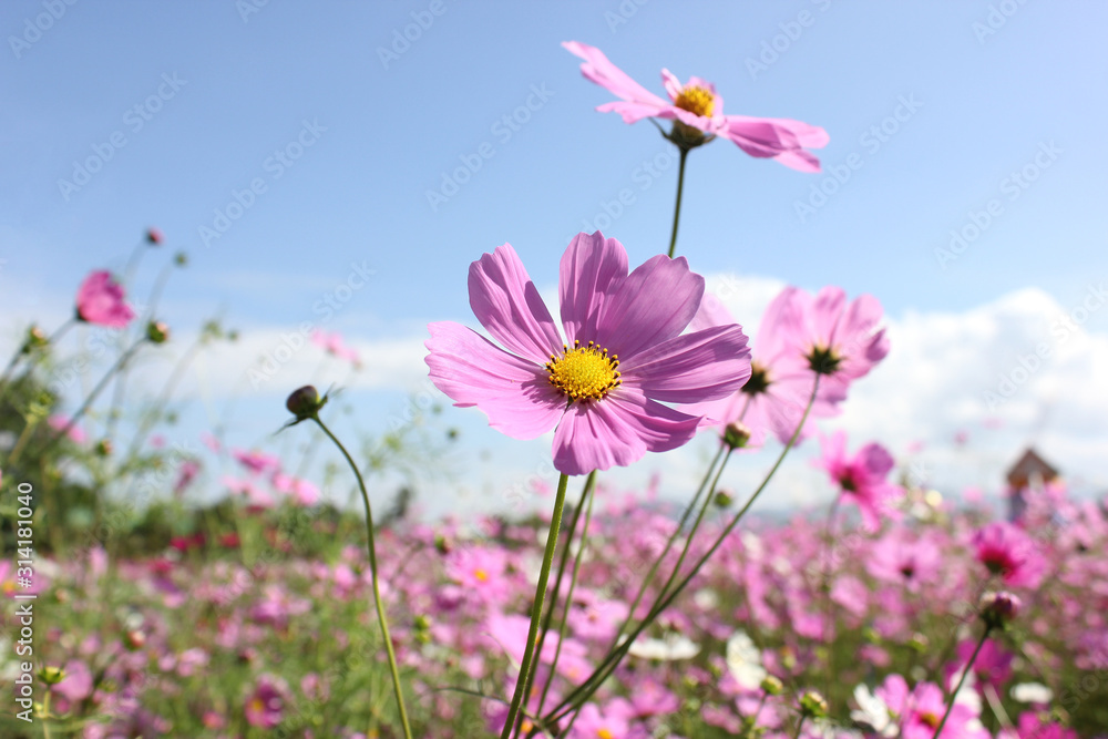 Wall mural macro shot of a beautiful pink cosmos flowers and blue sky. pink cosmos flowers on a green backgroun