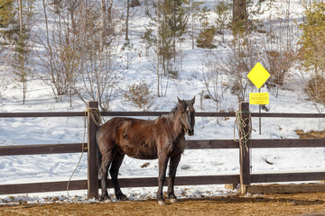 Brown horse in rural snowy farm in winter season