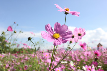 Obraz na płótnie Canvas Macro shot of a beautiful pink cosmos flowers and blue sky. pink cosmos flowers on a green background. In the tropical garden. Real nature flowers. Cosmos field in full bloom with blue sky.