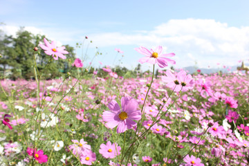 Macro shot of a beautiful pink cosmos flowers and blue sky. pink cosmos flowers on a green background. In the tropical garden. Real nature flowers. Cosmos field in full bloom with blue sky.