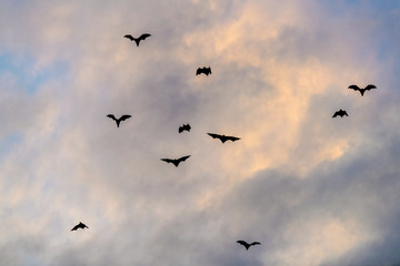 A flock of fruit bats in the sunset sky. The small flying foxes, island flying foxes or variable flying foxes (Pteropus hypomelanus), fruit bats . Fox bats flying in the sunset sky.