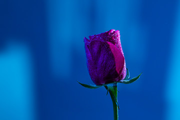 Rose Flower on Blurry Blue Background